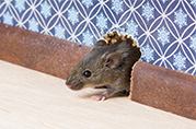 a picture of rat and rat feces in the attic